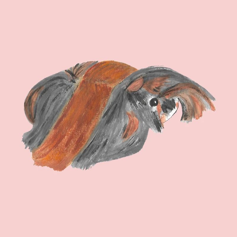 Cochon d'inde péruvien