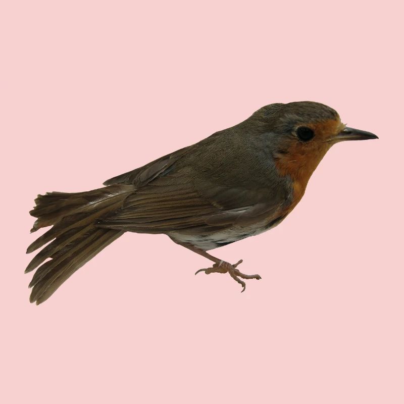 Rotkehlchen