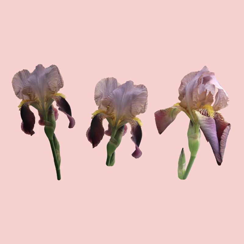 Iris