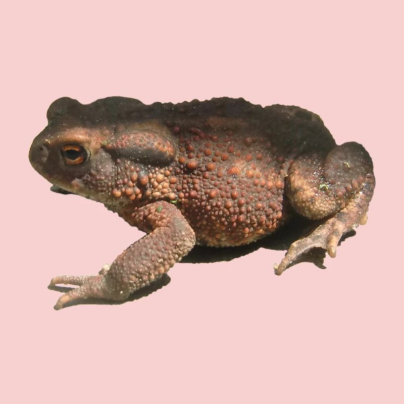 crapaud