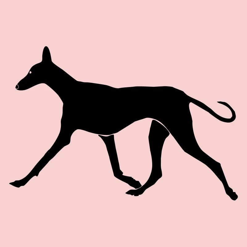 Laufender Podenco