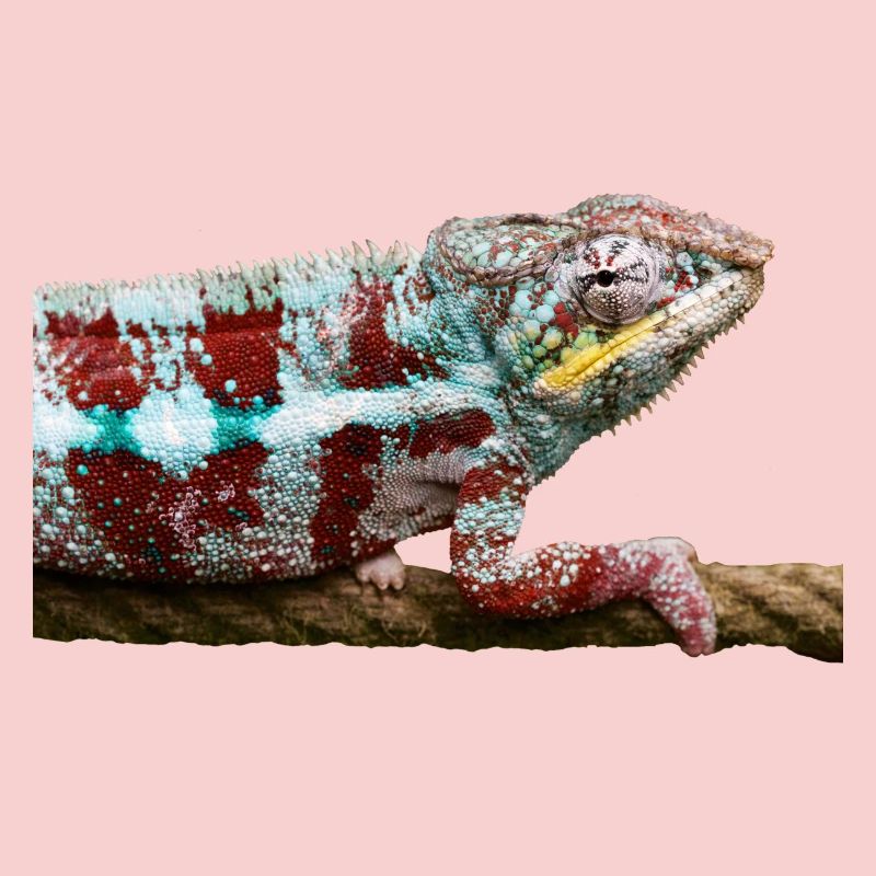 chameleon