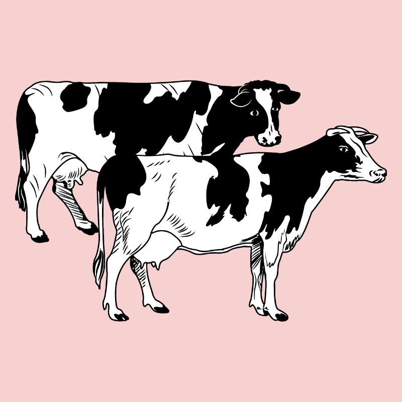 Two cows black and white
