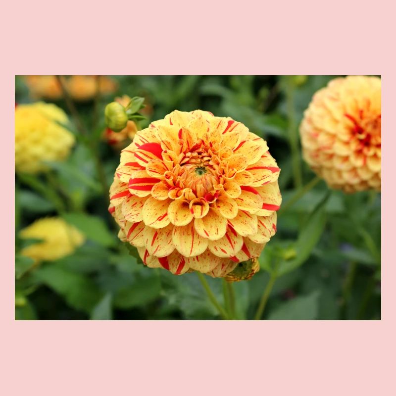 Affiche fleur de fleur de dahlia jaune