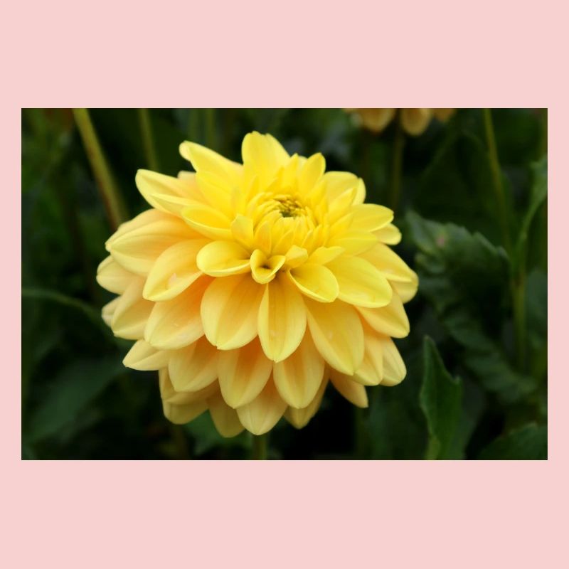 Dahlia fleur jaune, fleur
