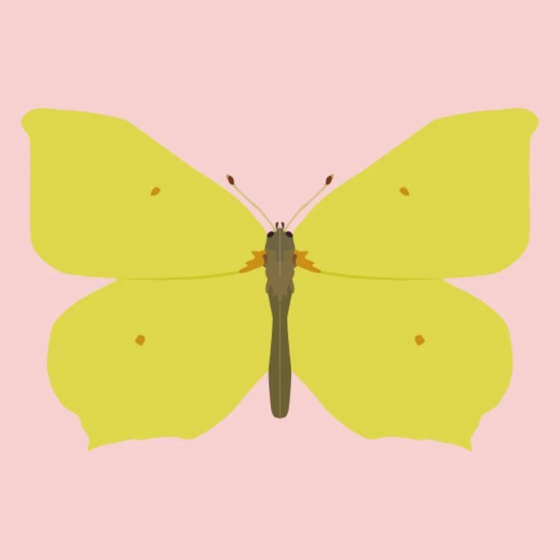 Papillons : Le papillon citron