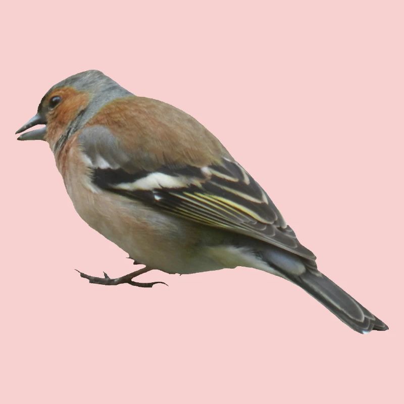 Pinson (côté)
