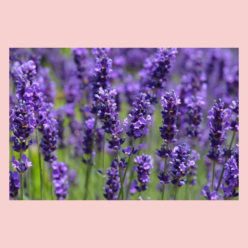 Lavender Field Dreamscape
