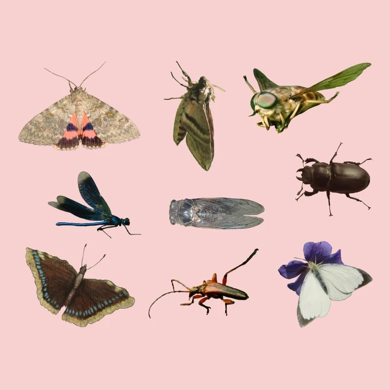 insects