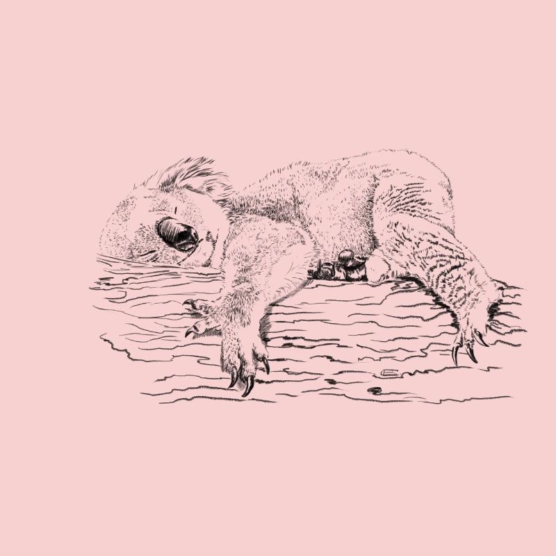 Koala