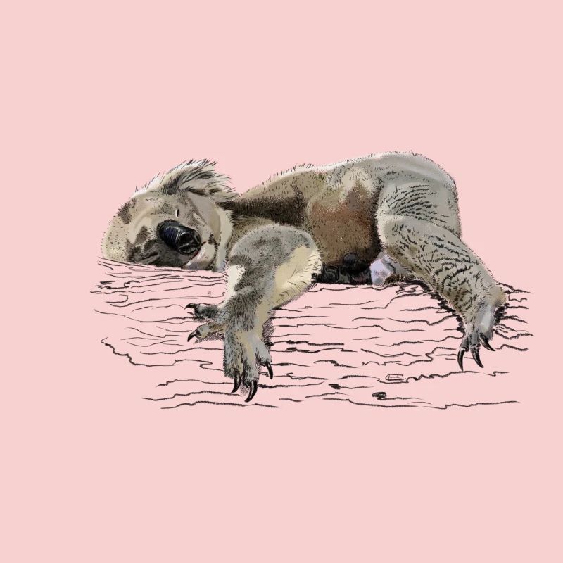 Koala