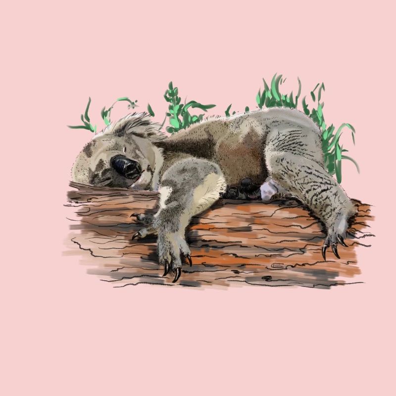 koala bear
