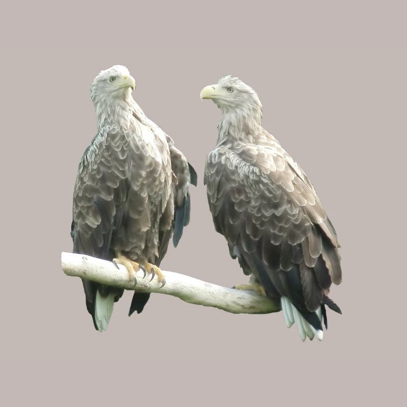 Pygargue à queue blanche