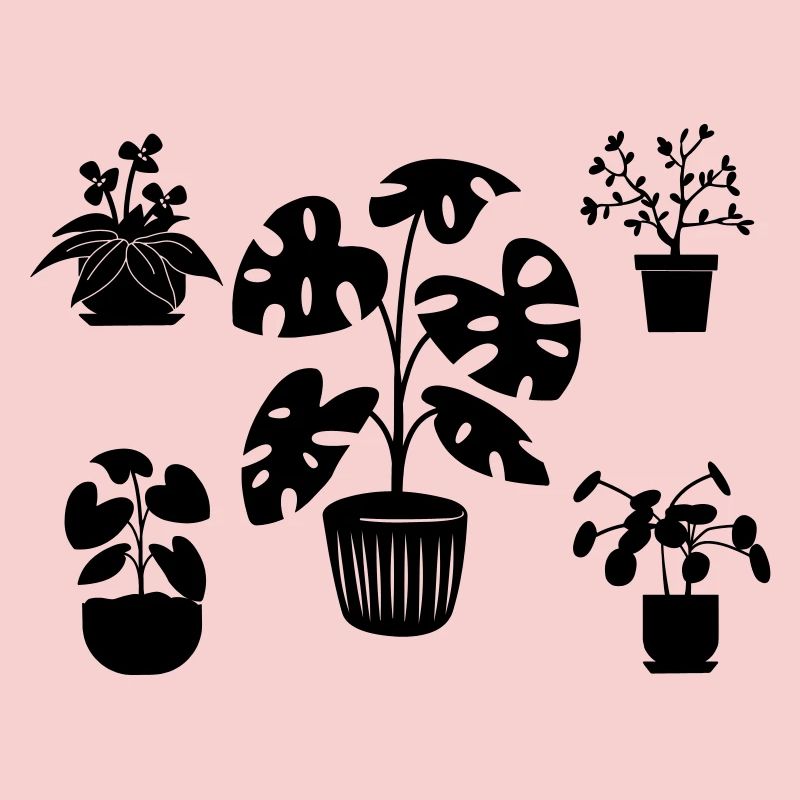 Plantes d’intérieur cinq