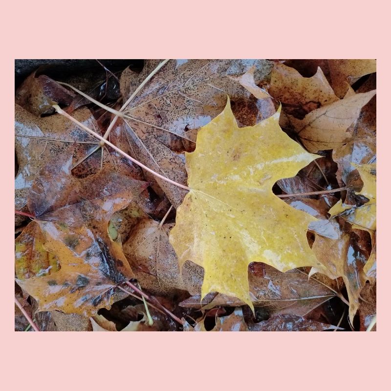 Yellow maple leaf also rainy autumn carpet