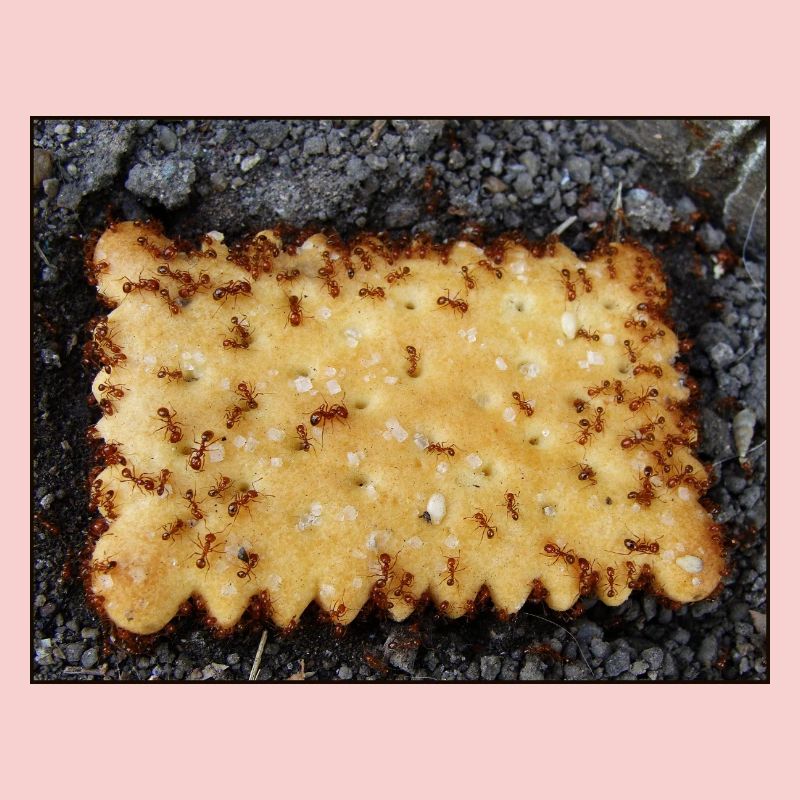 cookie - bad luck