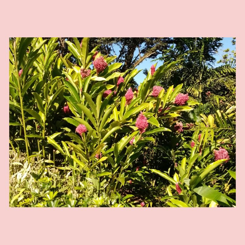 Design_floral