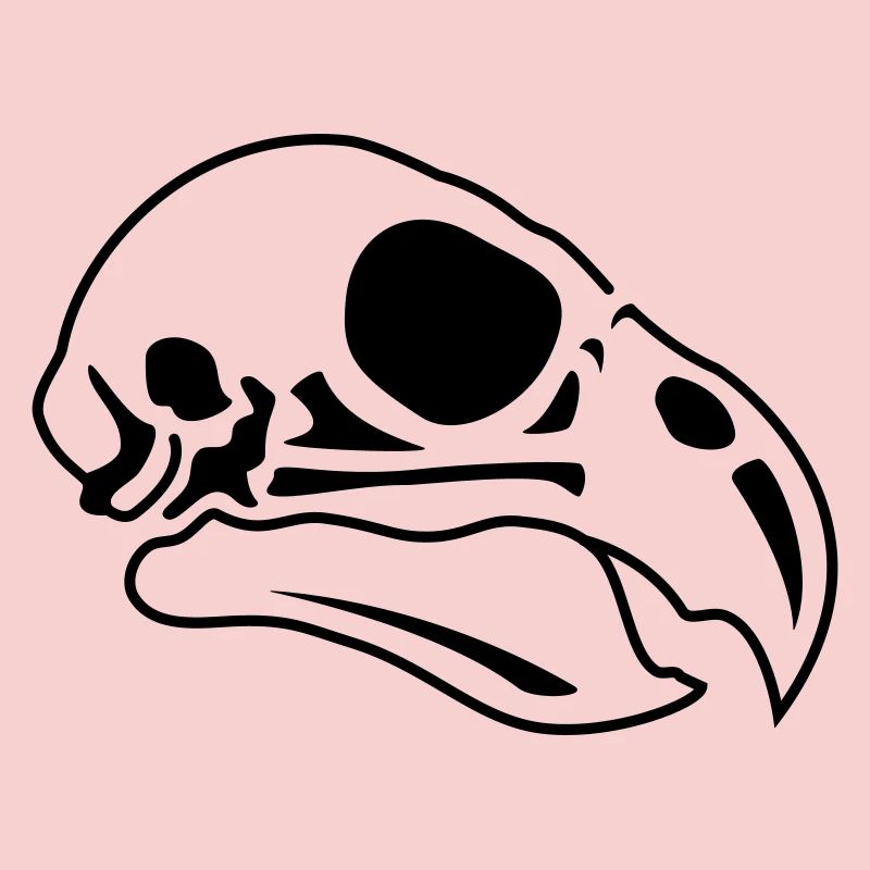 Crâne d’oiseau