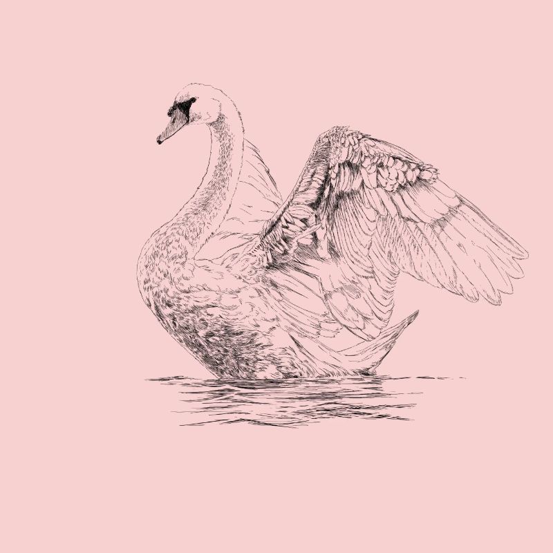 Swan