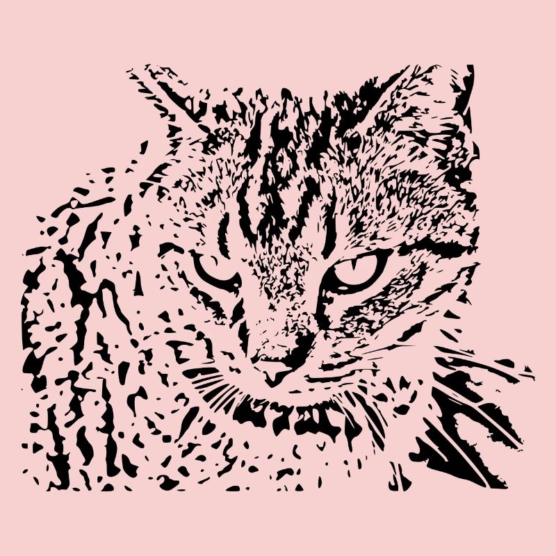 chat chaton noir mignon