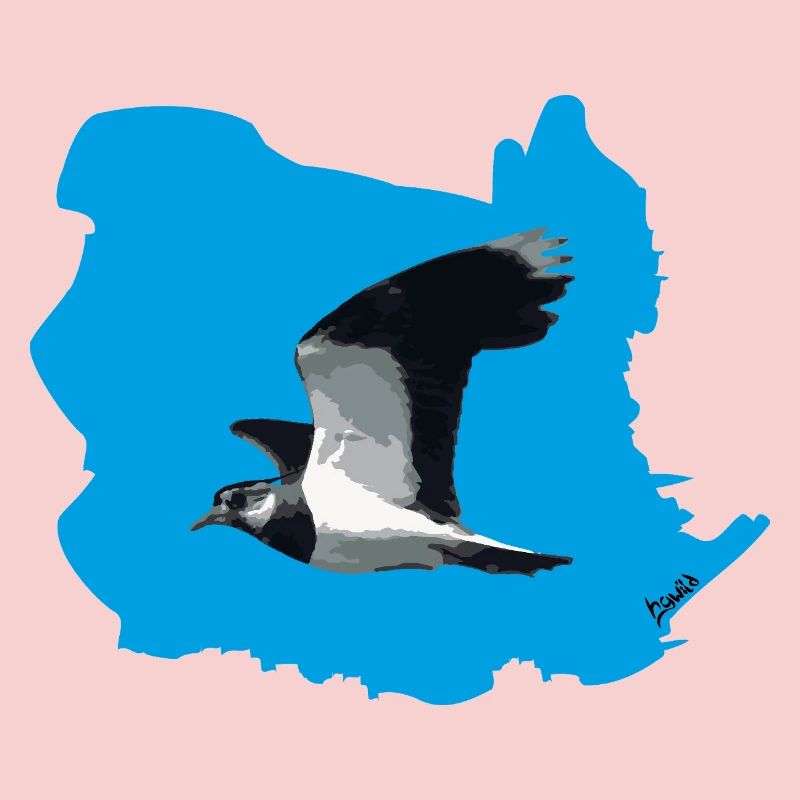 Lapwing (Vanellus vanellus) in flight (BG blue)