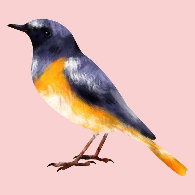 Redstart