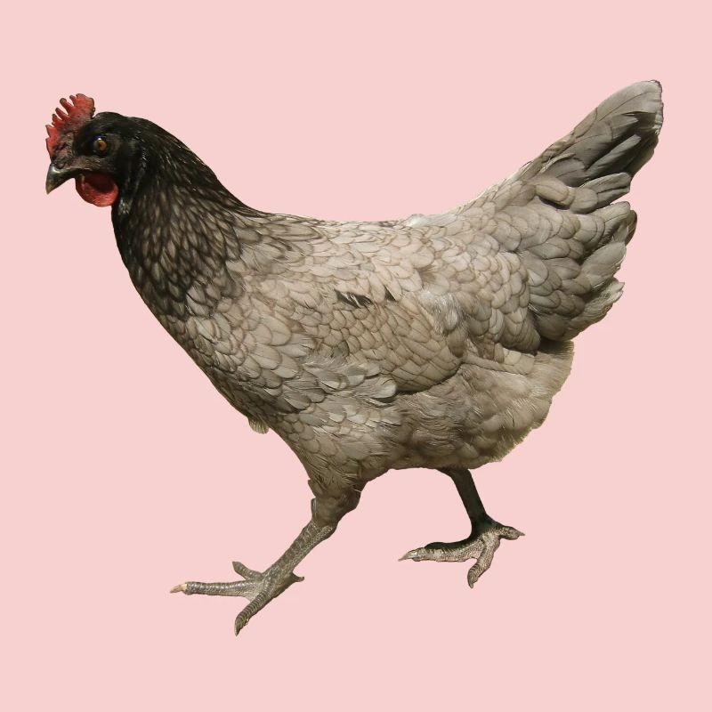 poulet gris