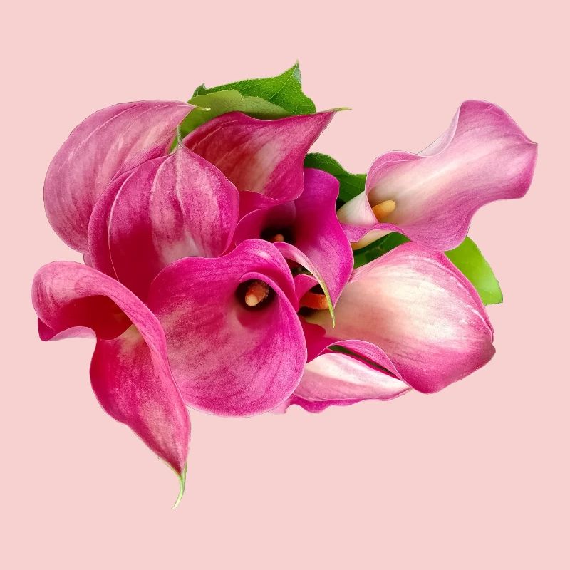 Lys Calla