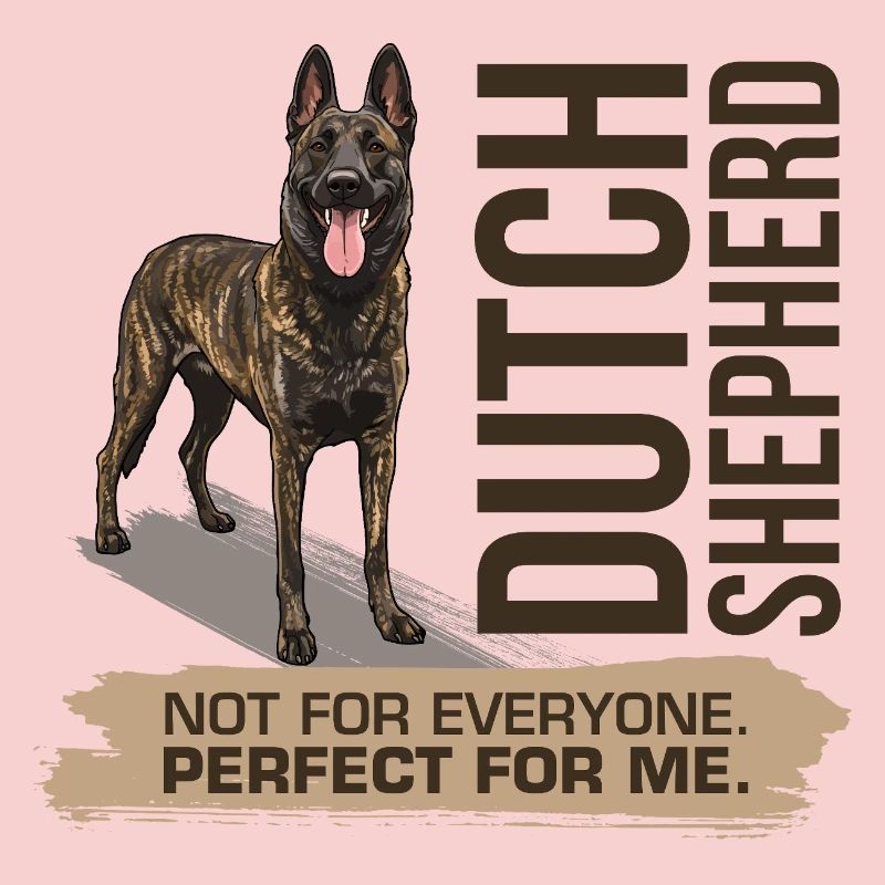 Dutch Shepherd - Dutchie 