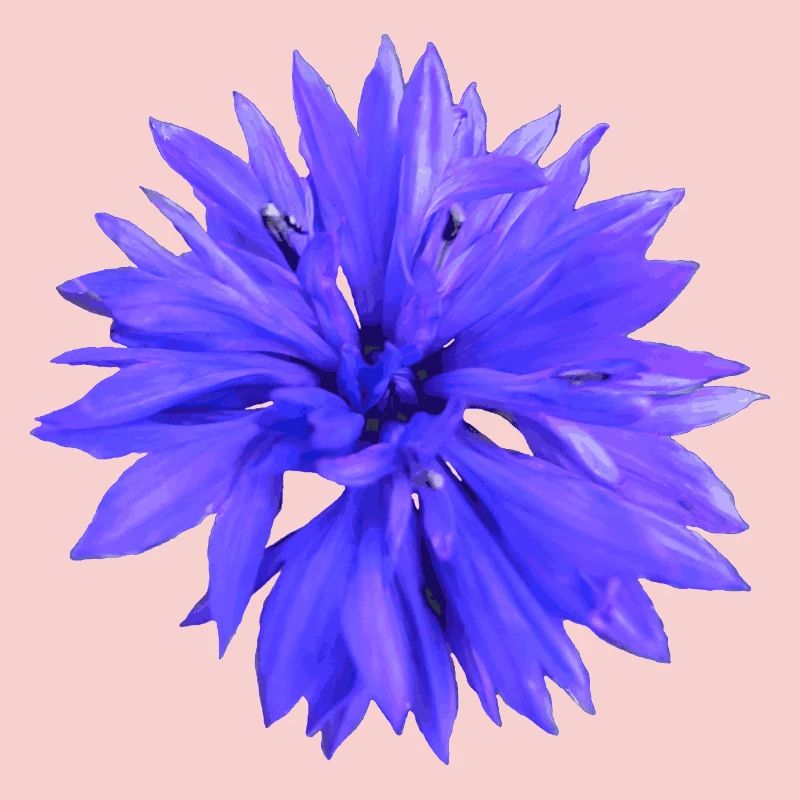 Bleuet