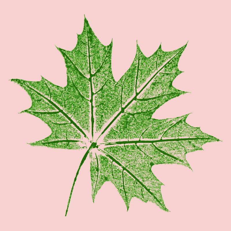 Érable feuillu / Feuille d’érable