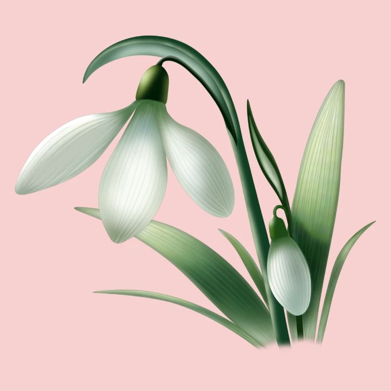 Anémone d’hiver – Graphique de fleur blanche