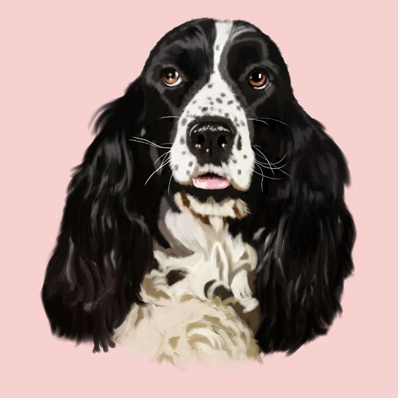 Cocker spaniel