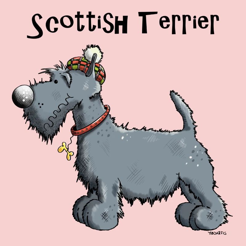 Silvius der Scottish Terrier