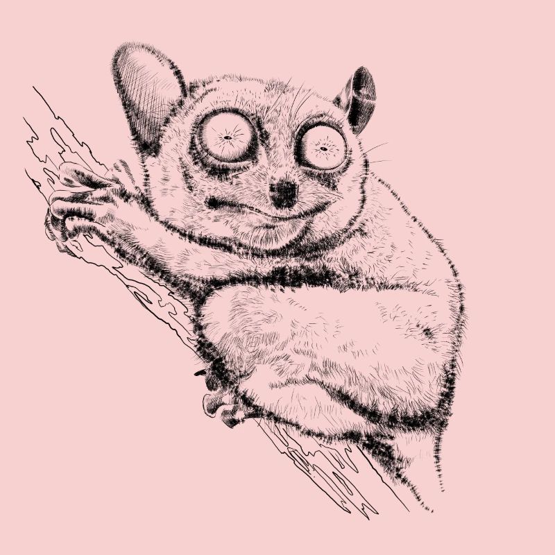 Tarsier
