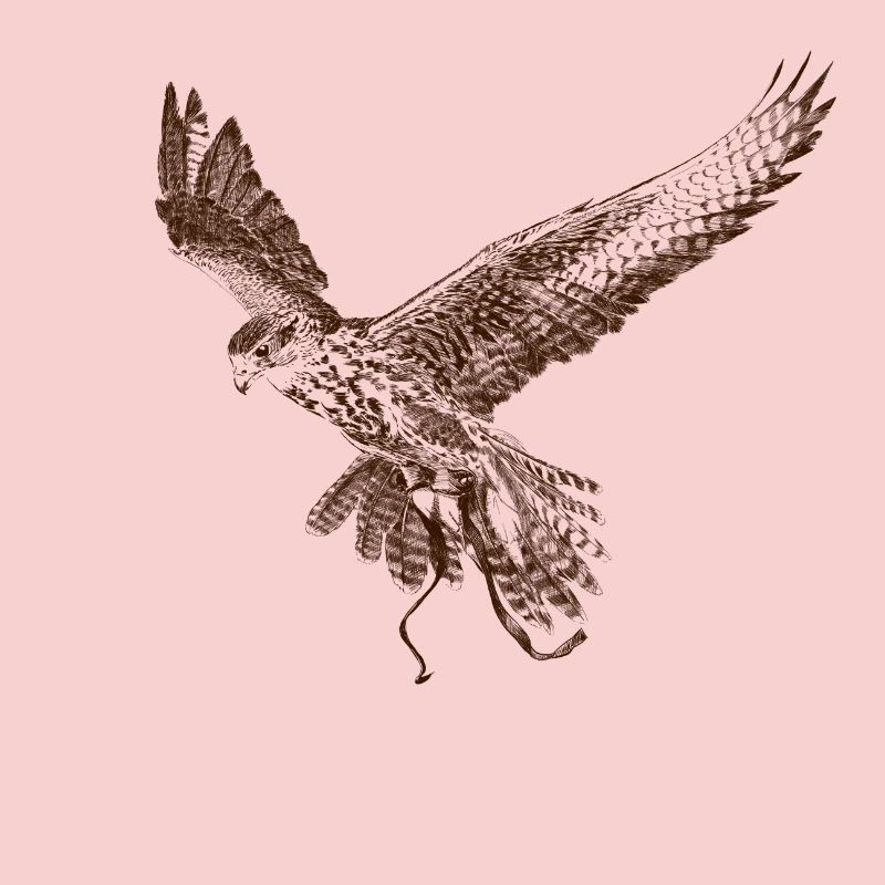 Falkon