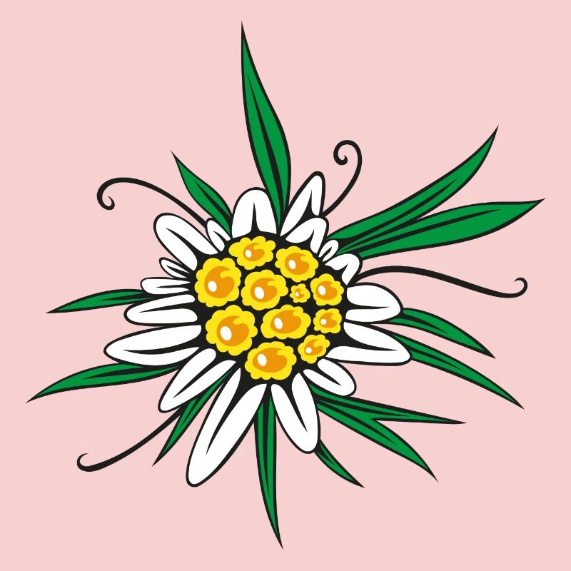 Fleur d’Edelweiss