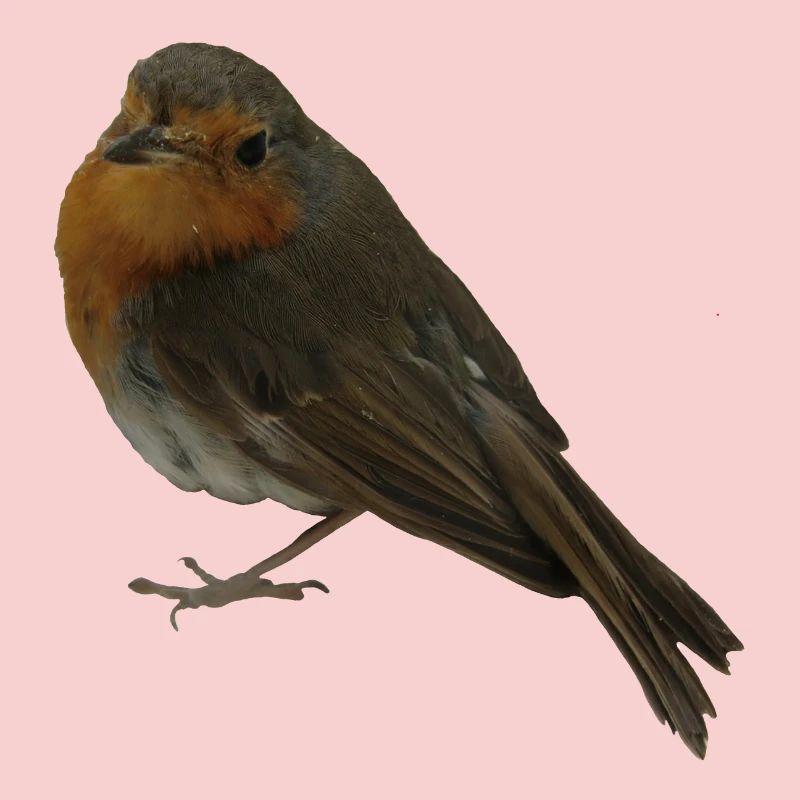 Rouge-gorge