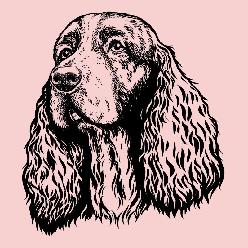 Springer Spaniel Portrait schwarz