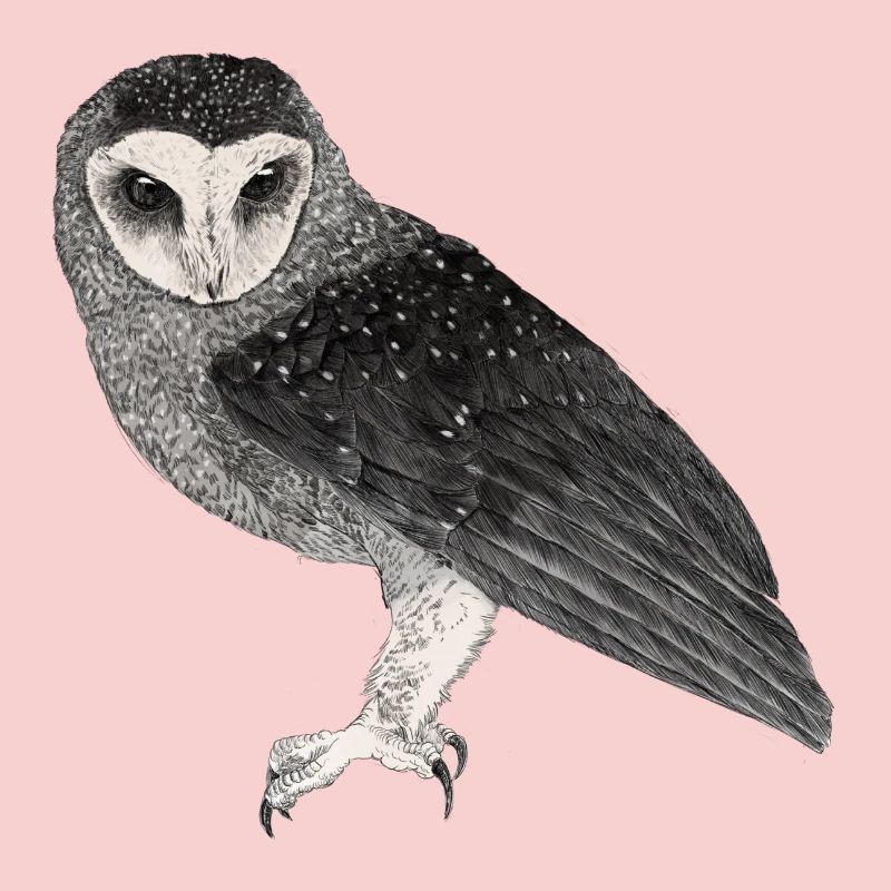 Illustration: Fleckenrußeule