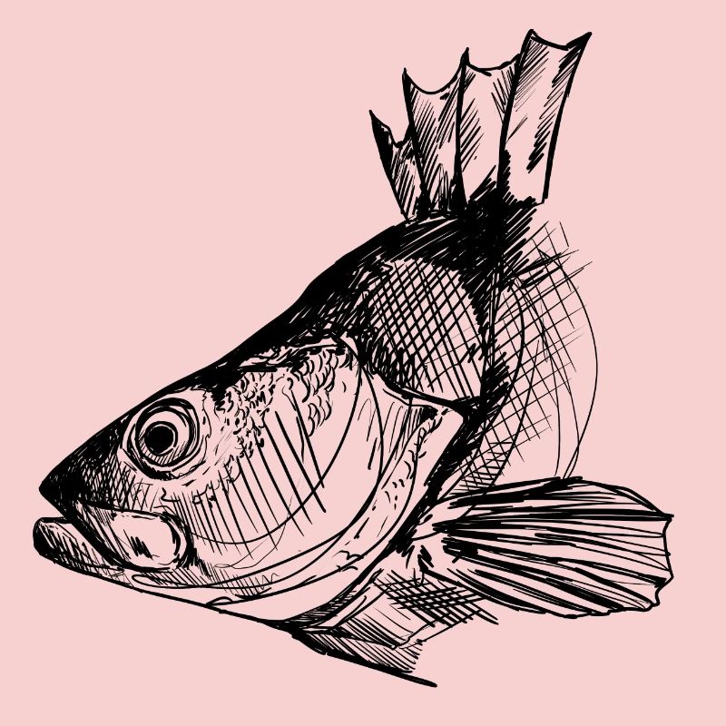 Perche - Pêche à la perche - Poisson préféré