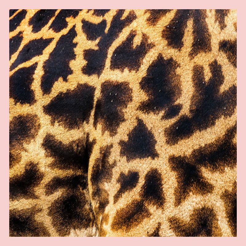 SAFARI