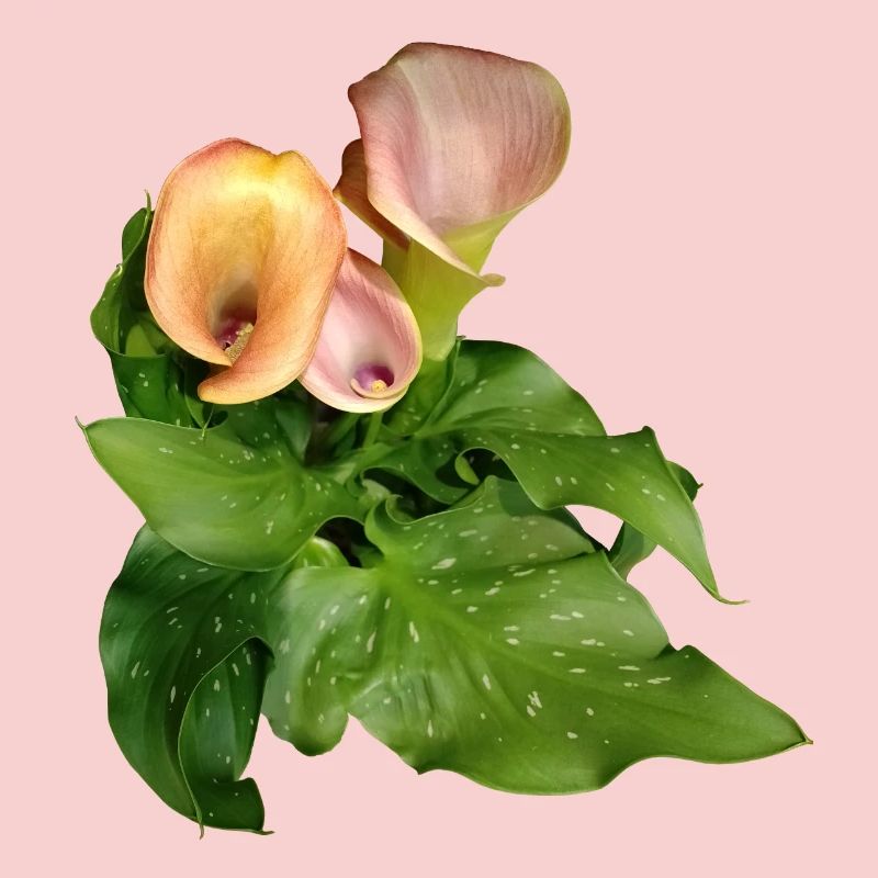 Fleurs de Calla en vert