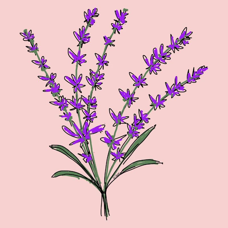 Lavendel