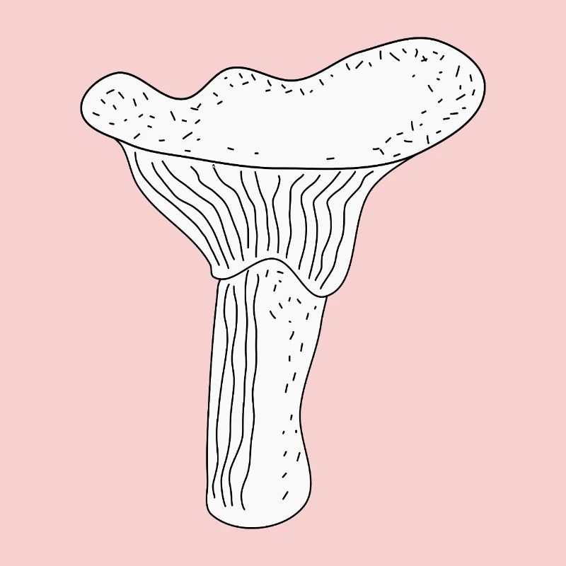 Girolles Champignons