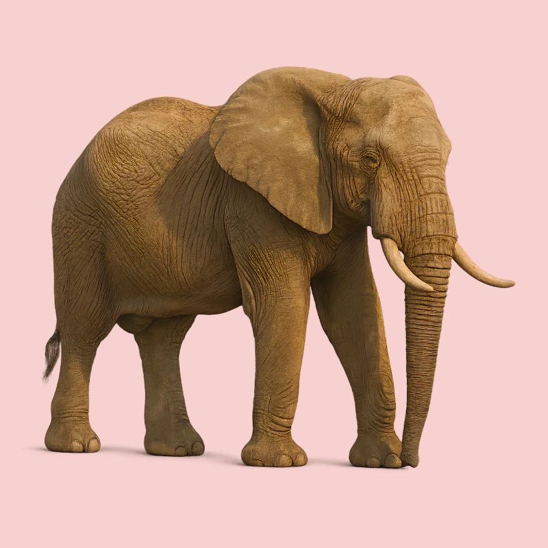 Éléphant dans des tons naturels