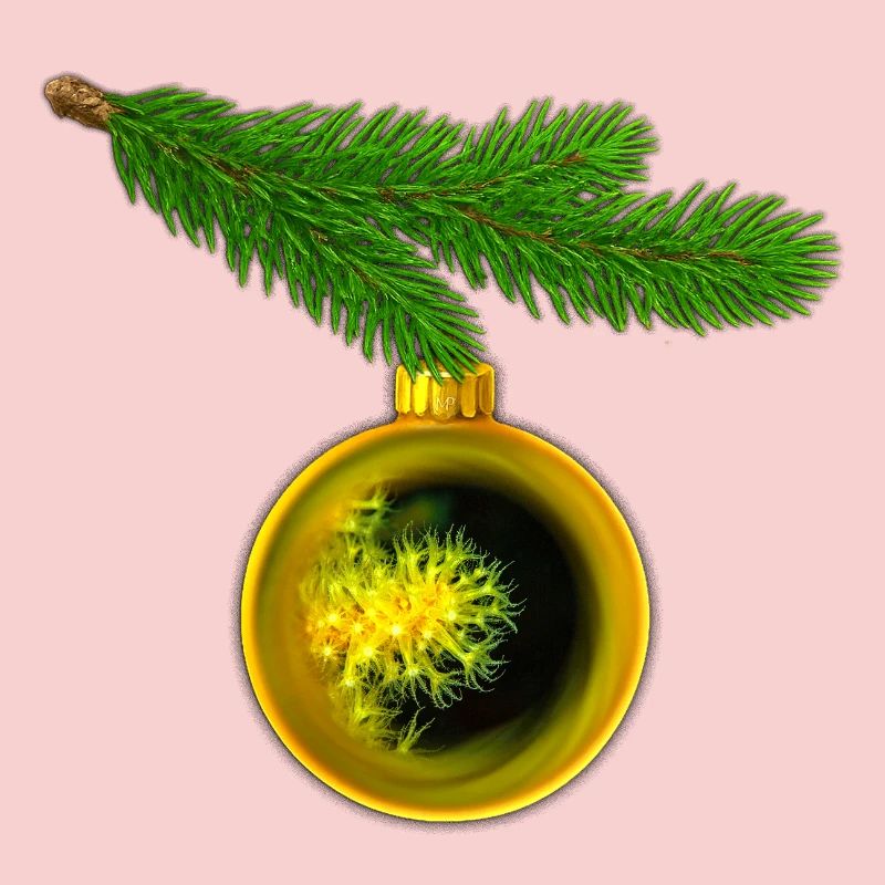 Weihnachtskugel mit Krustenanemonen am Tannenzweig