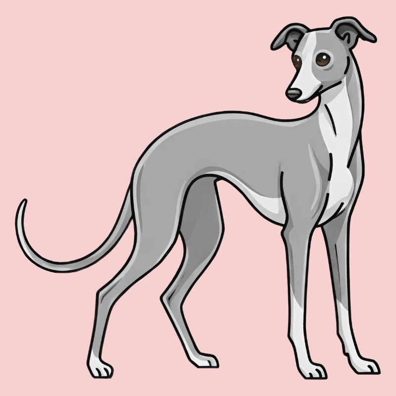 Italian Greyhound
