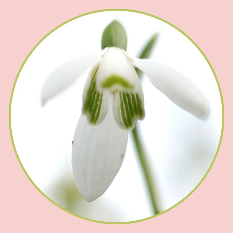 Source de la Fleur de Perce-Neige