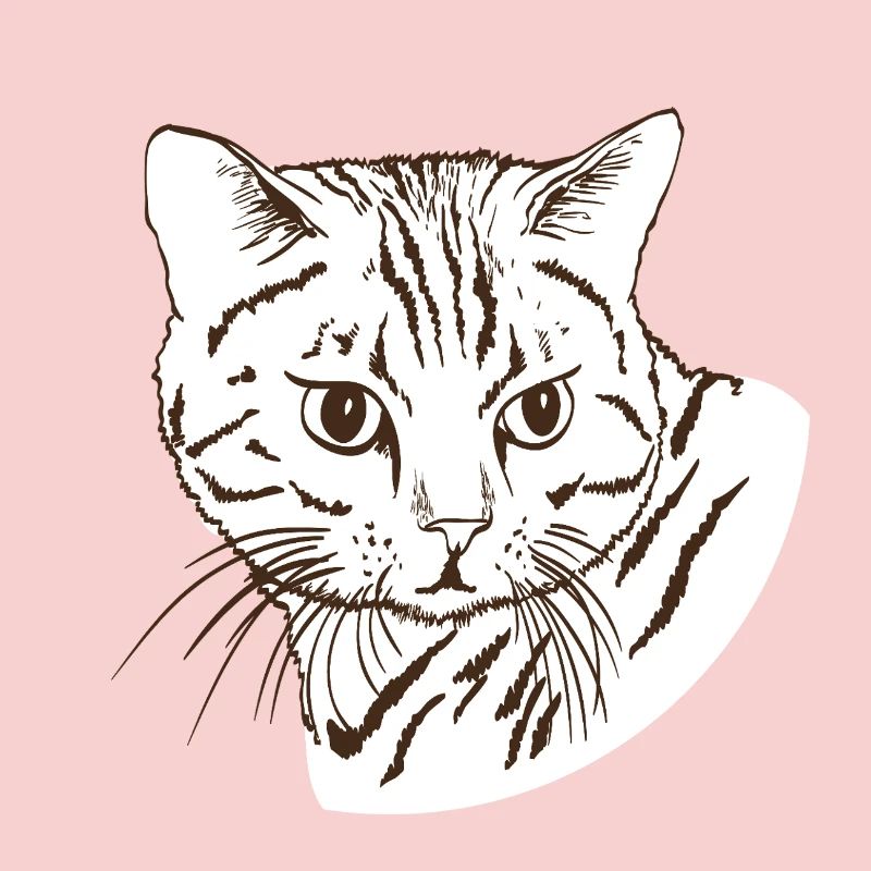 Katze